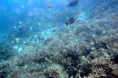 IMG_0161rf_Maldives_Madoogali_Plongee 1_House reef_Demoiselles a queue dhirondelle_Chromis ternatensis